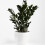 Gardeners Dream Zamioculcas Raven (14cm) V3 1
