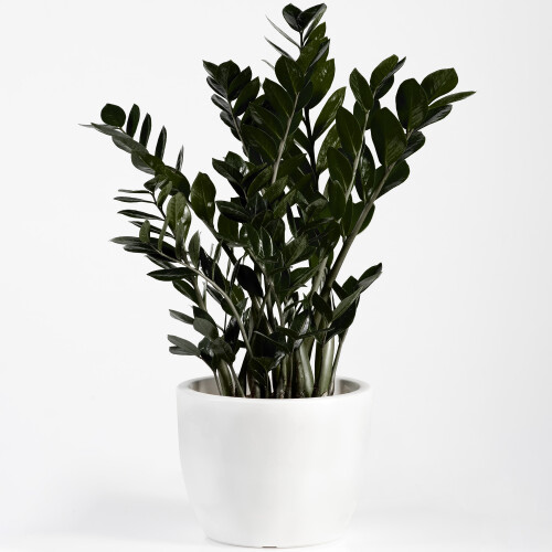 Gardeners Dream Zamioculcas Raven (14cm) V3