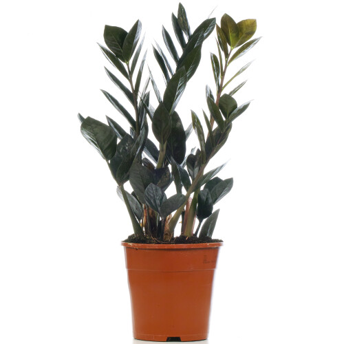 Gardeners Dream Zamioculcas Raven (14cm) V3 2