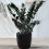 Gardeners Dream Zamioculcas Raven (14cm) V4 1