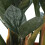 Gardeners Dream Zamioculcas Raven (14cm) V4 5