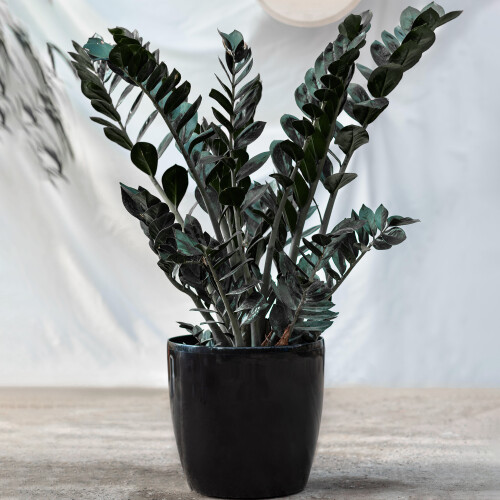 Gardeners Dream Zamioculcas Raven (14cm) V4 1