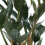 Gardeners Dream Zamioculcas Raven (14cm) V4 4