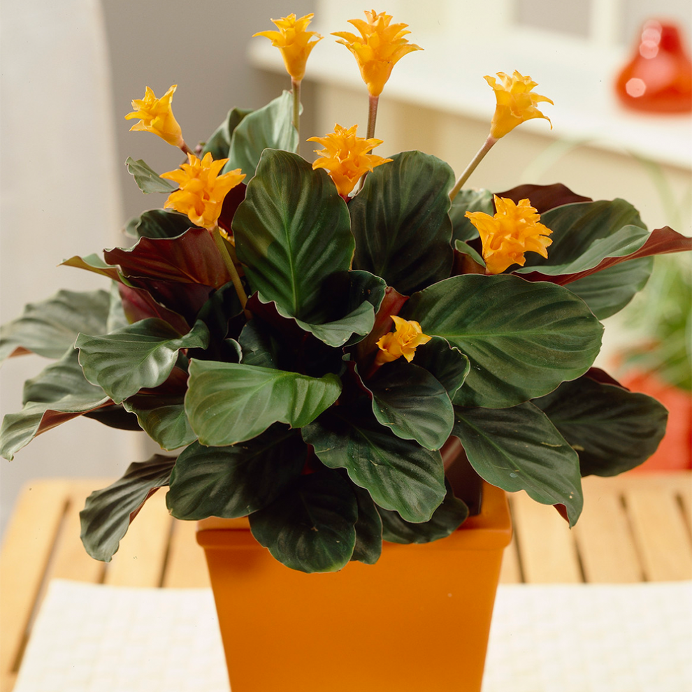 Gardeners Dream Calathea Crocata Houseplant - Vibrant 'Eternal Flame' Indoor Plant Potted 14Cm