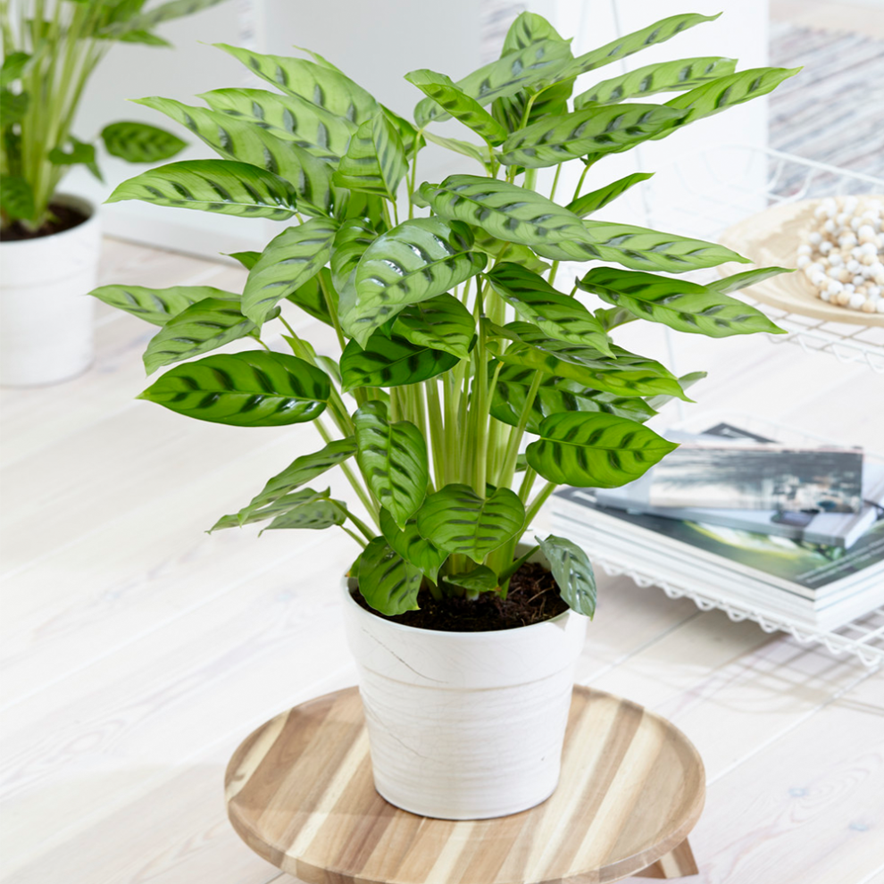 Gardeners Dream Calathea Leopardina 12Cm V1