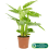 Gardeners Dream Calathea Leopardina 12cm V1 3