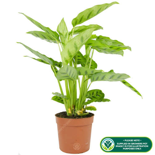 Gardeners Dream Calathea Leopardina 12cm V1 2