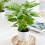 Gardeners Dream Calathea Leopardina 12cm V1 2