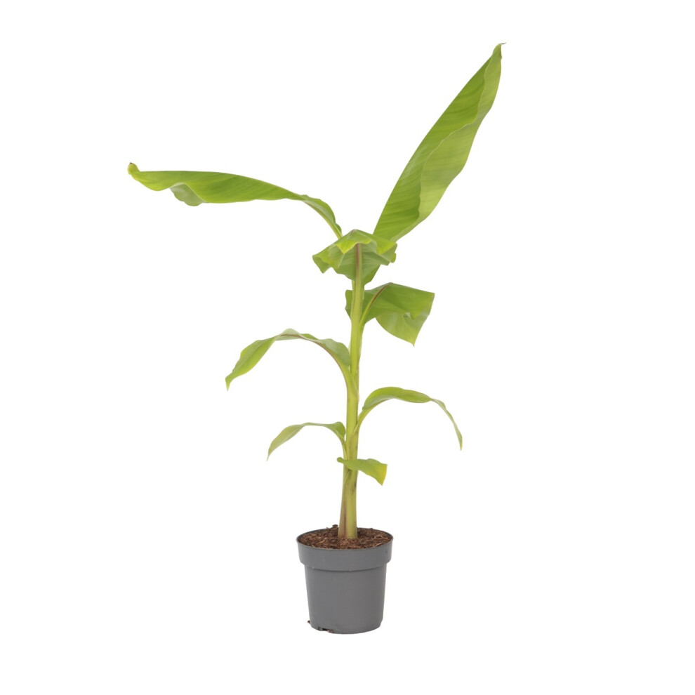 Hardy Banana - Musa basjoo - Height 55-70cm - âŒ21cm