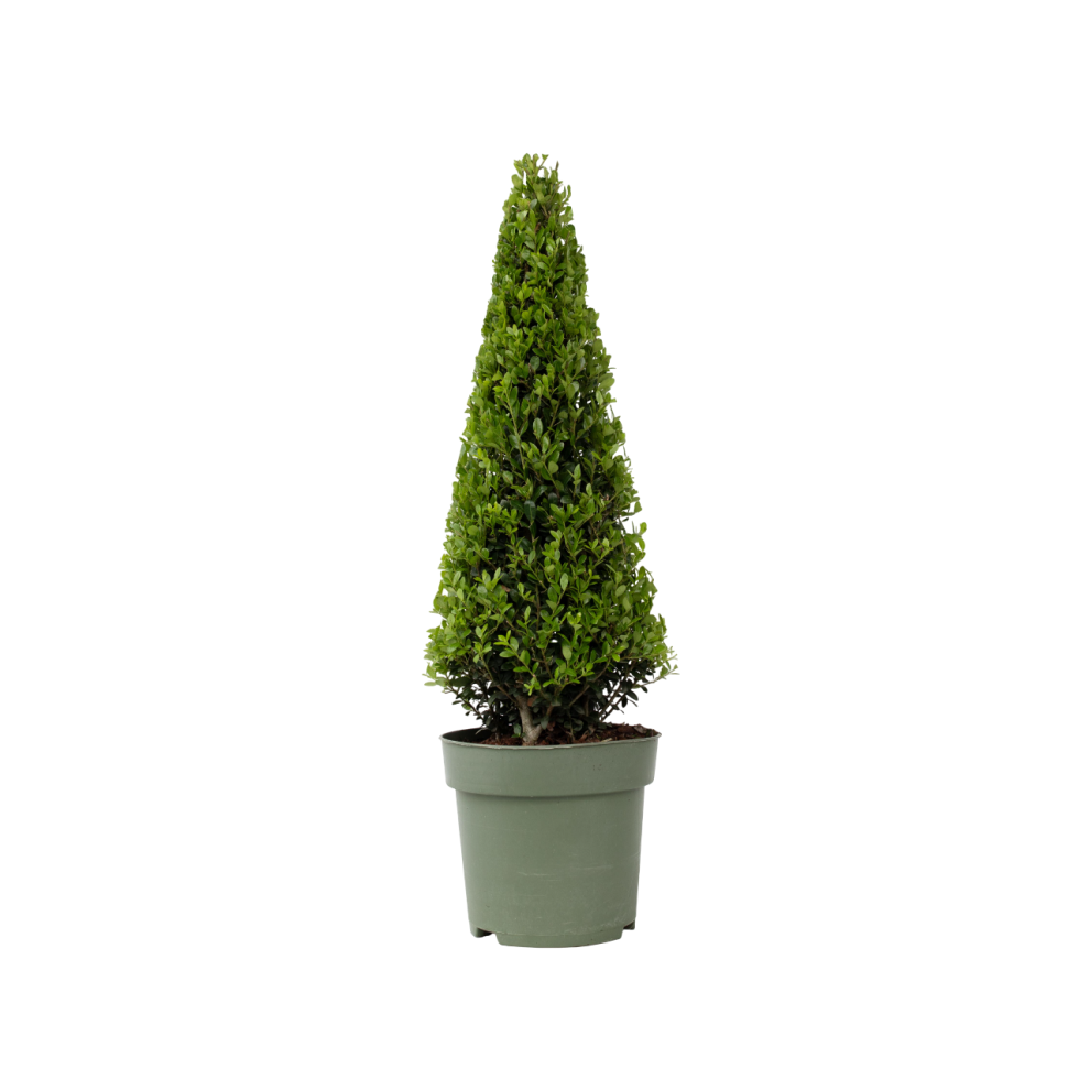 Ilex Crenata - Japanese Holly Pyramid - Height 55-65cm - Pot 21cm