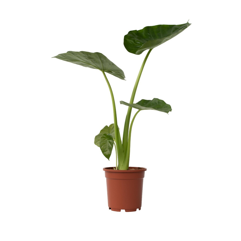 Alocasia Macrorrhizos - Giant Taro - Height 60-70cm - Pot 17cm