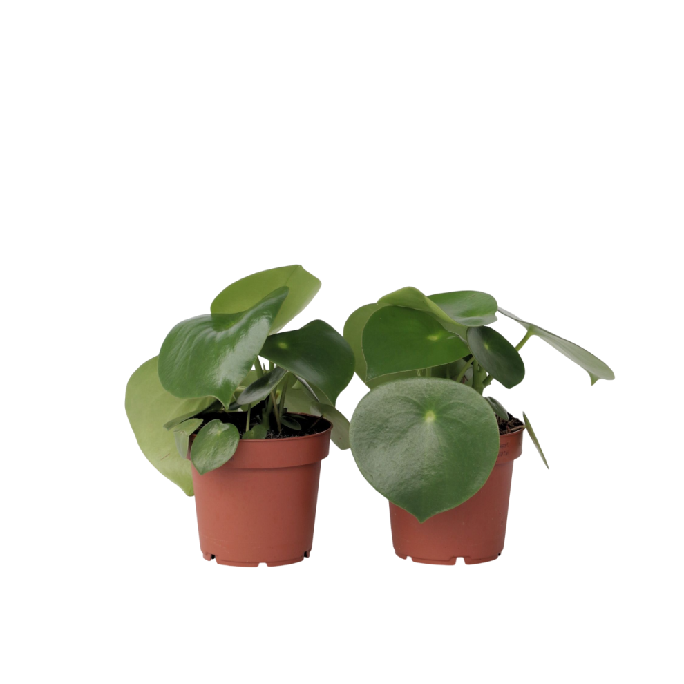 Peperomia Raindrop - Set of 2 - Height 20-30cm - Pot 12cm