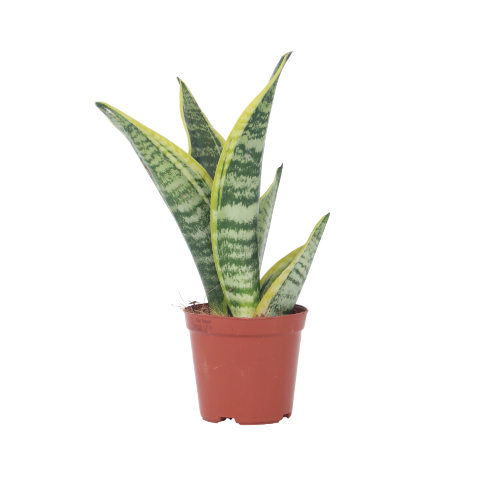 Sansevieria Laurentii - Snake Plant - Height 30-40cm - Pot 12cm