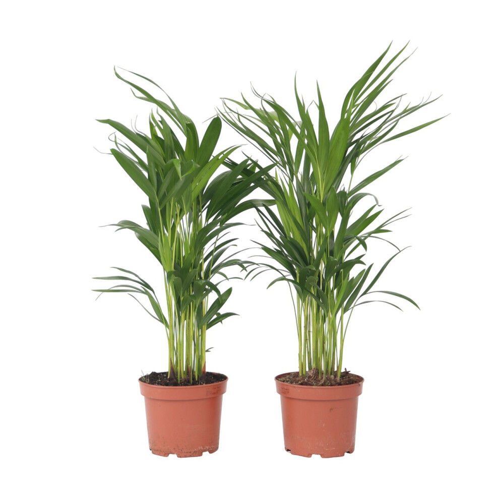 Dypsis lutescens - Set of 2 - Areca Palm - Height 60-70cm - Pot 17cm