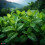(Spearmint) 10ml Bottle - High Strength Flavourings. 1