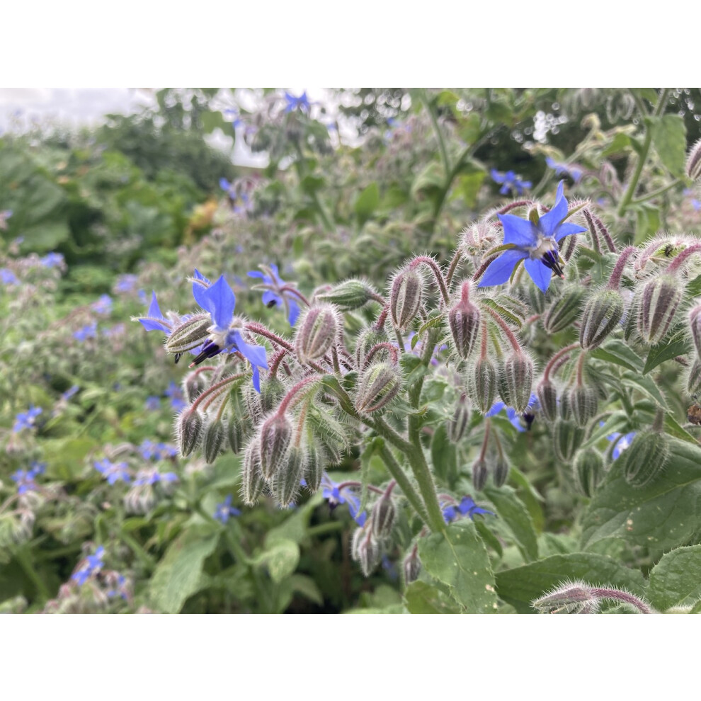 B&Q Borage officinalis | Common Borage |6 Plug Plants | Wildflower