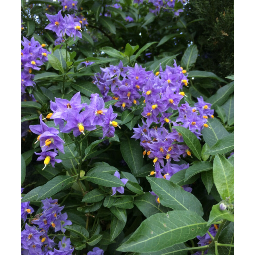 Solanum crispum Glasnevin - Potato Tree - Plant in 2 L Pot