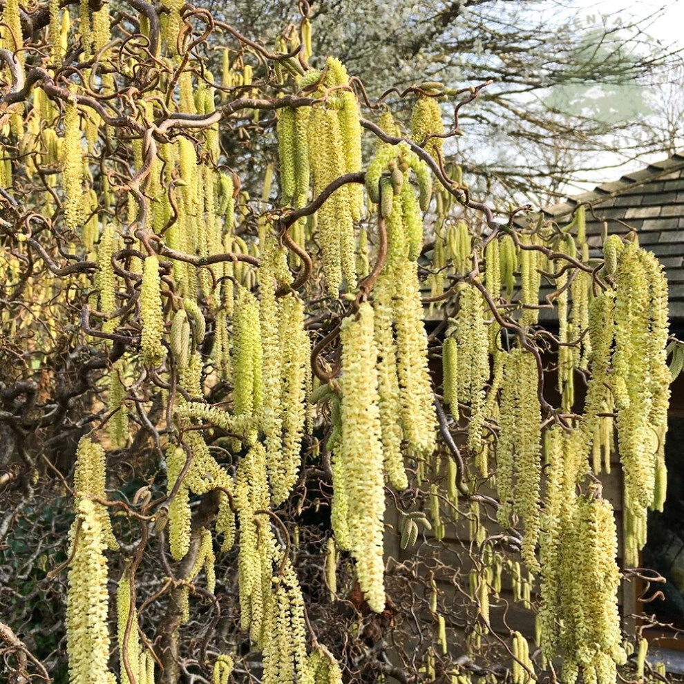 Valuedefault Corylus Avellana Contorta - Corkscrew Hazel, Grafted Plant In 9 Cm Pot
