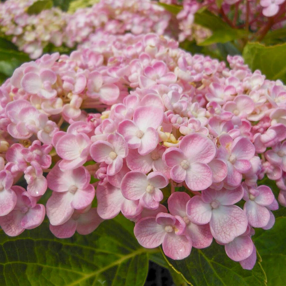 Hydrangea macrophylla Ayesha - Hydrangea - Plant in 12cm pot