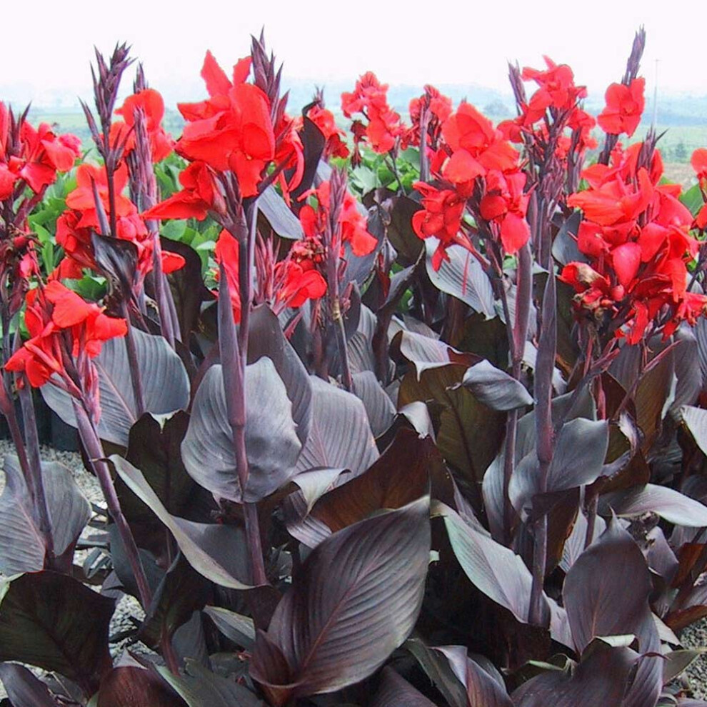 Canna Tropicanna Black - Canna Lily - Plant in 3 L Pot