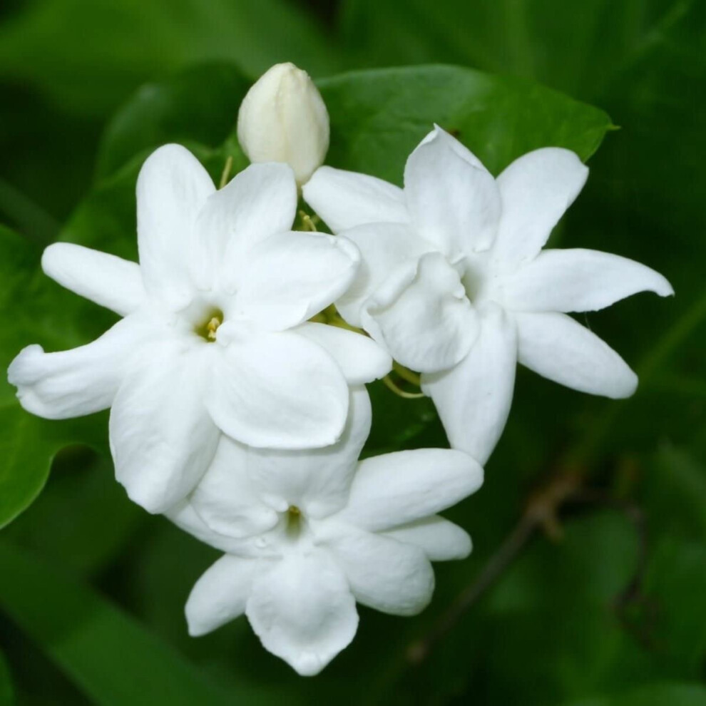 Jasminum Sambac - Arabian Jasmine - Plant in 1 L Pot