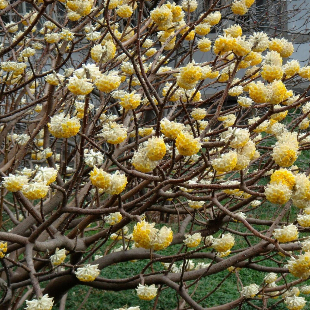 Edgeworthia chrysantha