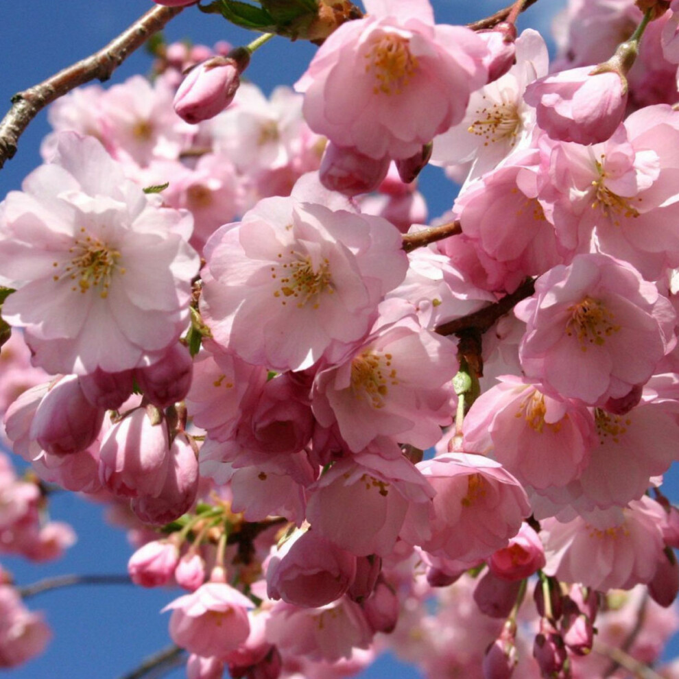 Prunus Accolade - Flowering Cherry - Plant in 9 cm Pot