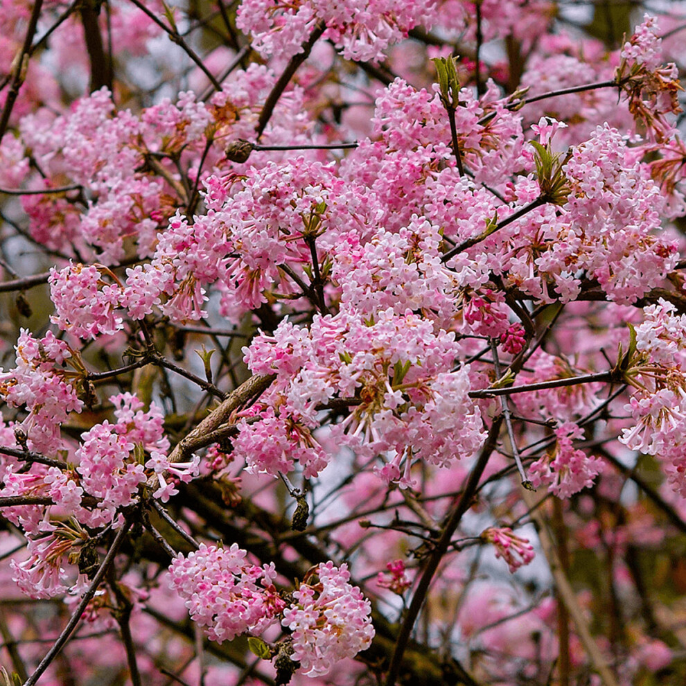 Viburnum x bodnantense Dawn