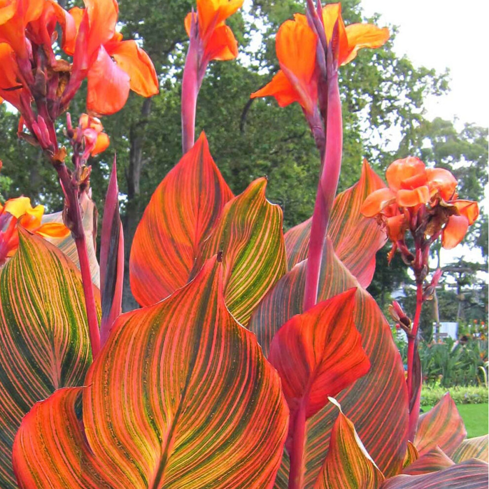 Canna Tropicanna - Canna Lily - Plant in 2 L Pot