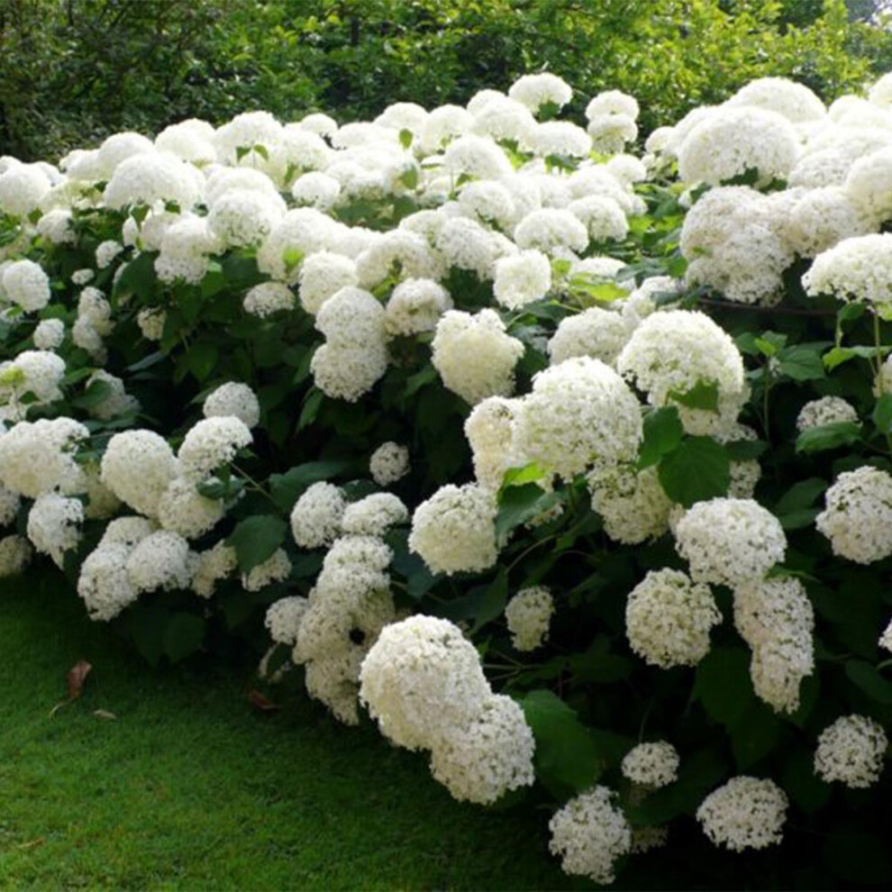 Hydrangea arborescens Annabelle - Hydrangea - Plant in 2 L Pot