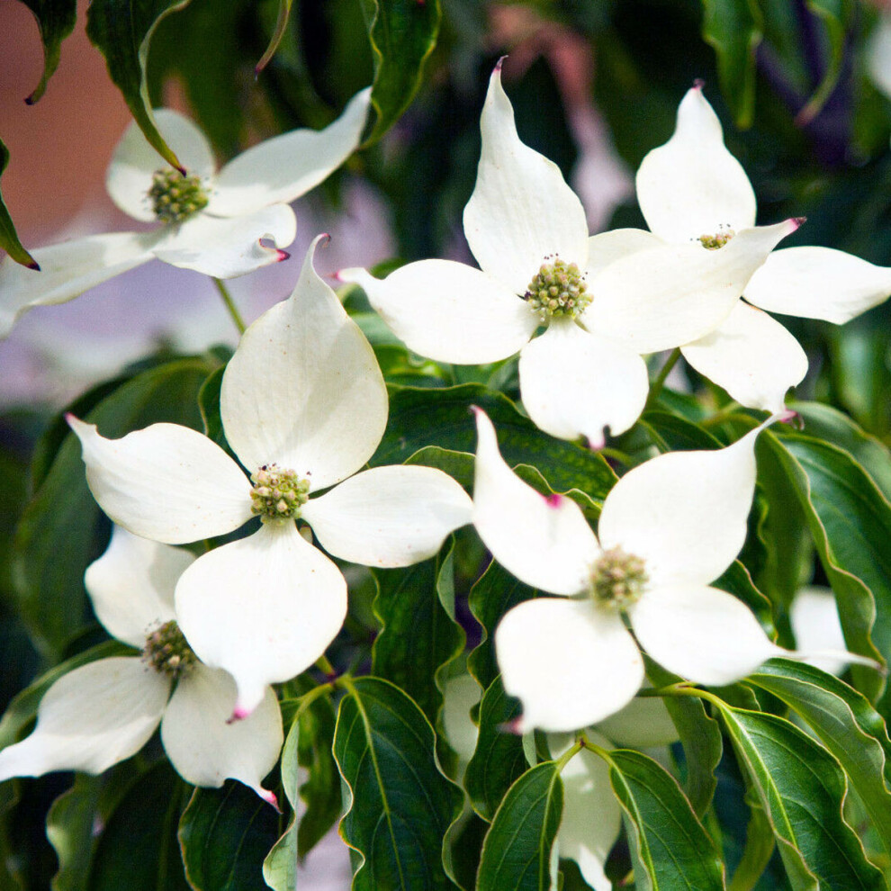 Cornus Kousa var. Chinensis - Chinese Dogwood - Plant In 2 L Pot