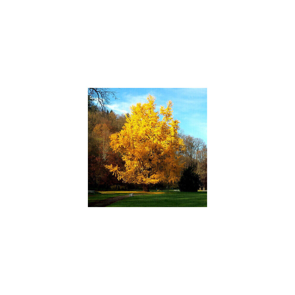 Ginkgo biloba - Maidenhair Tree, - Plant in 1 L Pot