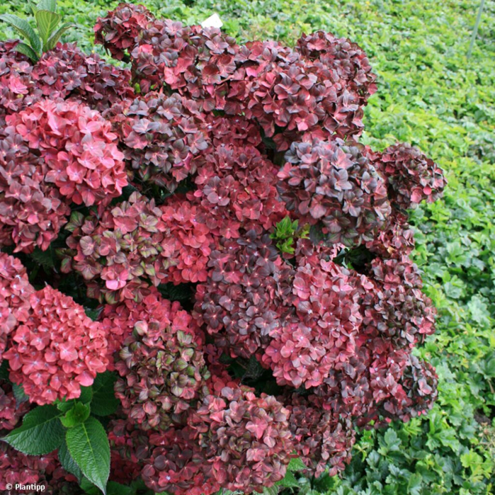 Hydrangea macrophylla Chocolate Ever Belles - Hydrangea, Plant in 9cm Pot