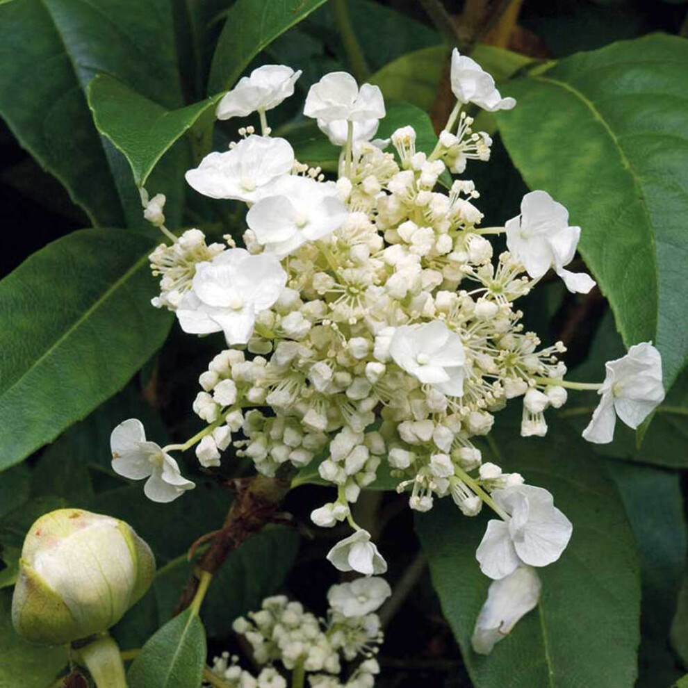 Hydrangea seemannii - Evergreen Climbing Hydrangea - Plant in 3 L Pot