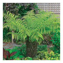 Dicksonia antarctica - Tree Fern - Plant in 10 L Pot