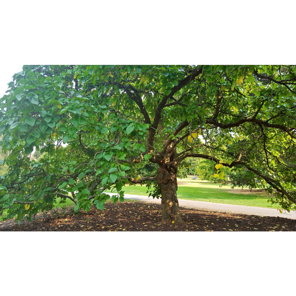 Morus nigra - Black Mulberry - Plant in 9 cm Pot