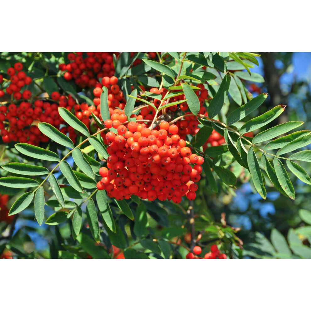 Valuedefault Sorbus Aucuparia - Mountain Ash - Plant In 9 Cm Pot