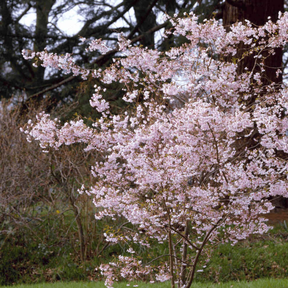 Prunus x subhirtella. Autumnalis Rosea - Winter Cherry - Plant in 9 cm Pot