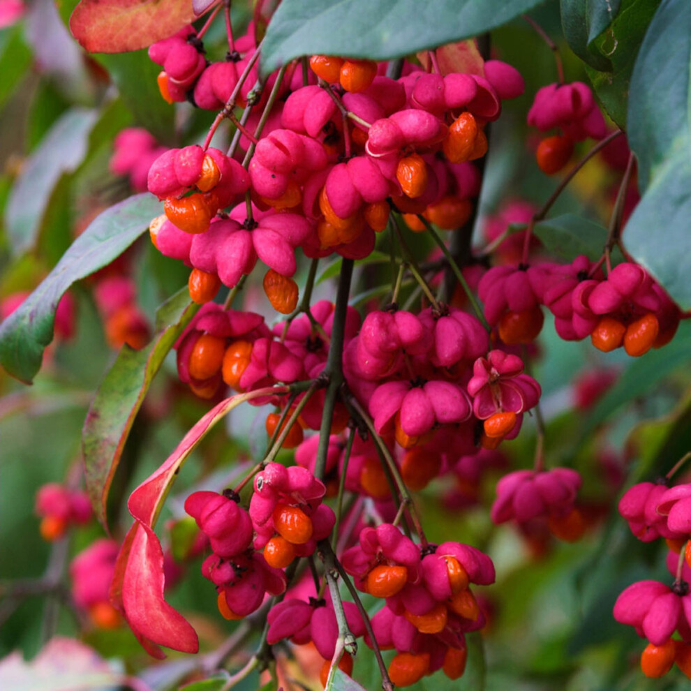 Euonymus europaeus Red Cascade - Spindle Tree - Plant in 2 L Pot