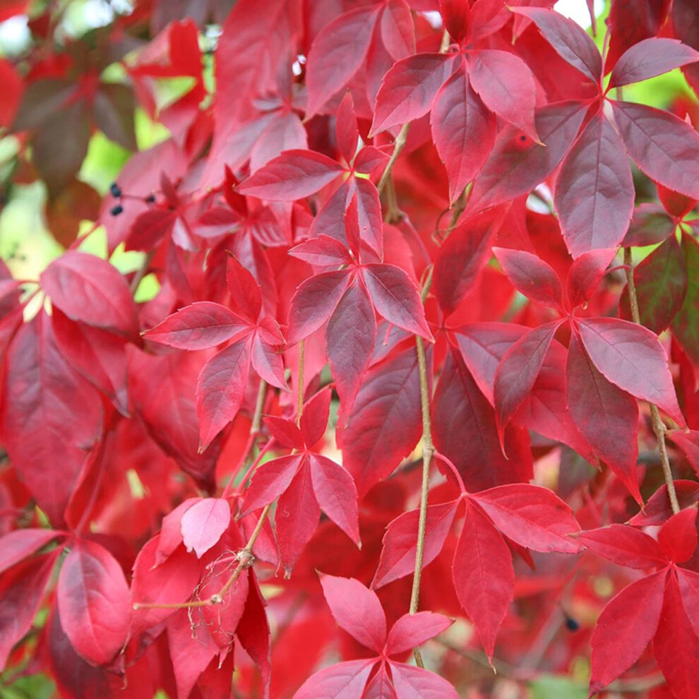 Parthenocissus quinquefolia - Virginia Creeper - Plant in 9 cm Pot