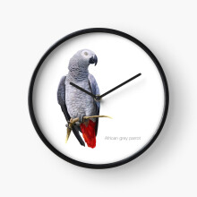 (African Grey Parrot Detailed Bird Painting=2846) Wall Clock 12 Inch Funny Mantel & Tabletop Art Decor for Home Bedroom Office