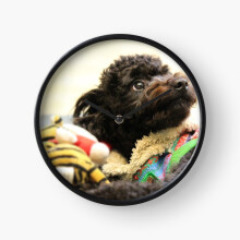 (Black Toy Poodle Cute=4764) Wall Clock 12 Inch Funny Mantel & Tabletop Art Decor for Home Bedroom Office