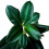 Gardeners Dream Ficus Robusta (12cm) 3