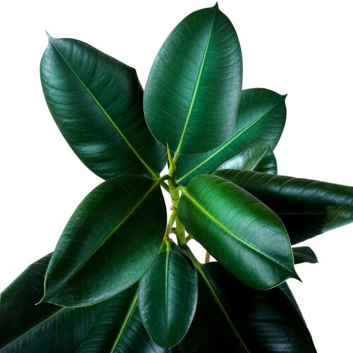 Gardeners Dream Ficus Robusta (12cm) 2