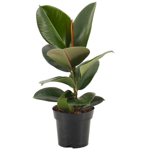 Gardeners Dream Ficus Robusta (12cm)