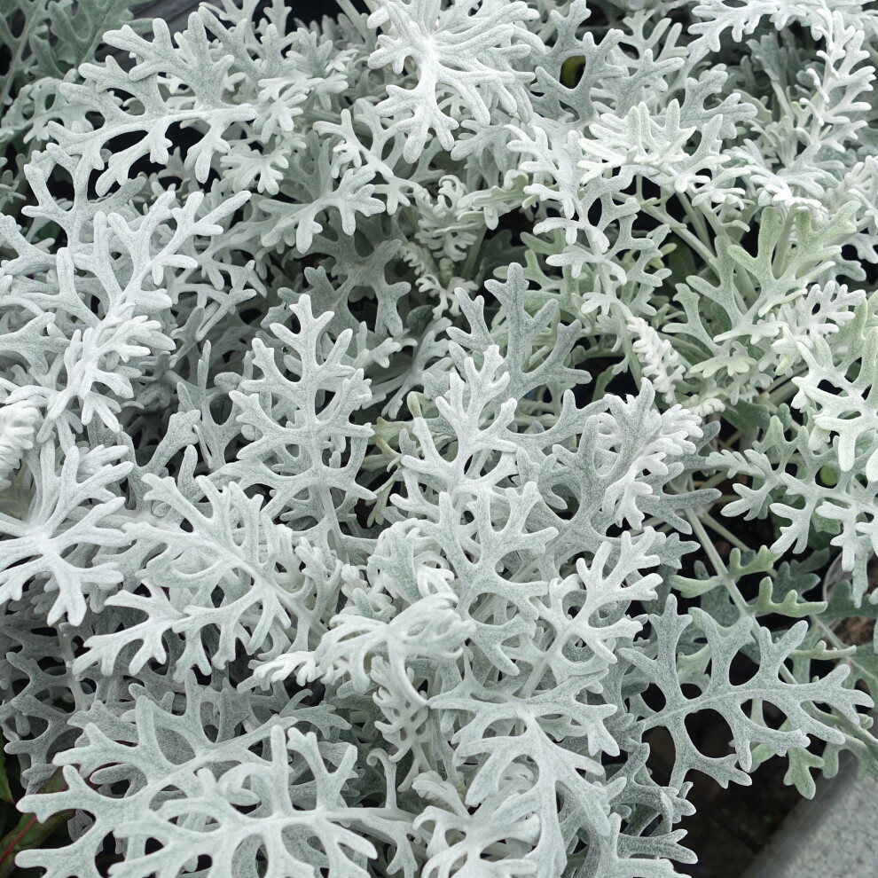 Gardeners Dream Cineraria Silver Dust | Garden Ready Half-Hardy Perennial Bedding Plants 6 Pack