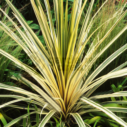 Cordyline Torbay Dazzler - 1 Plant - Decorative Live Outdoor Planter In 9cm Pot