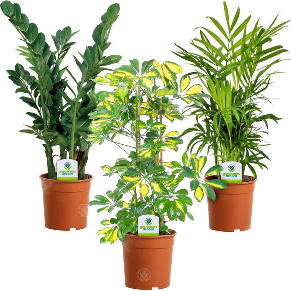 Gardeners Dream Indoor Plant Mix - 3 Plants - House / Office Live Potted Pot Plant Tree (Mix A)