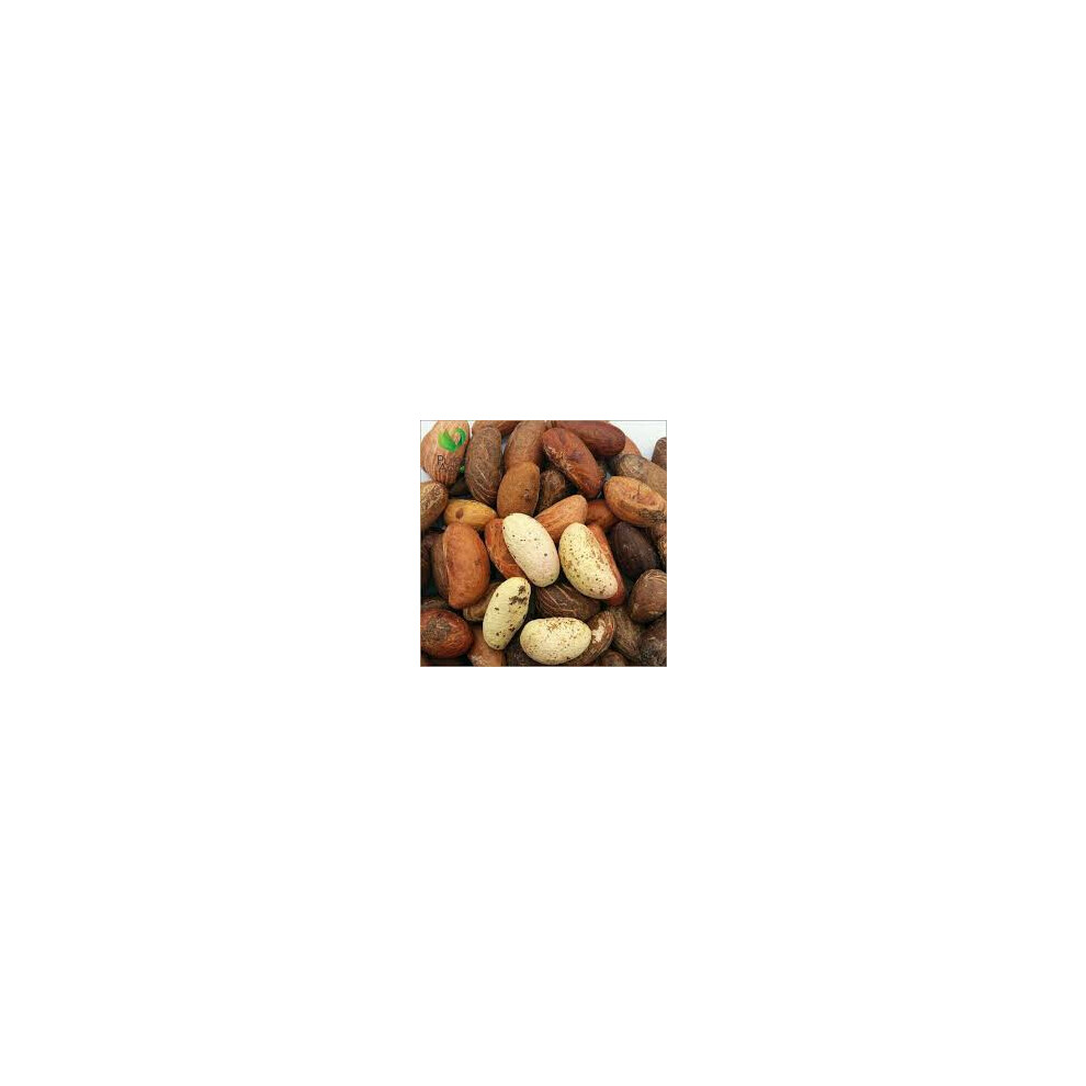 (100  grams) Purelyagro Bitter Kola Nuts - Garcinia Kola Orogbo Nut (Fresh & Handpicked)