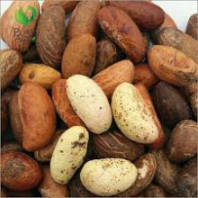 (1000 grams) Purelyagro Bitter Kola Nuts - Garcinia Kola Orogbo Nut (Fresh & Handpicked)